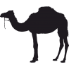 Одногорбый Верблюд 1