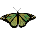 Бабочка черно-зеленого цвета