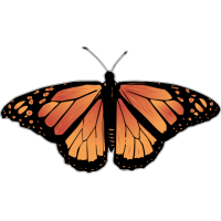Бабочка чёрно-оранжевого цвета