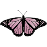 Бабочка чёрно-розового  цвета