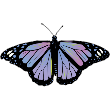 Бабочка чёрно-сиренево-малинового цвета
