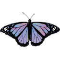 Бабочка черно-сиренево-малинового цвета
