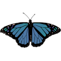Бабочка черно-сине-зеленого цвета