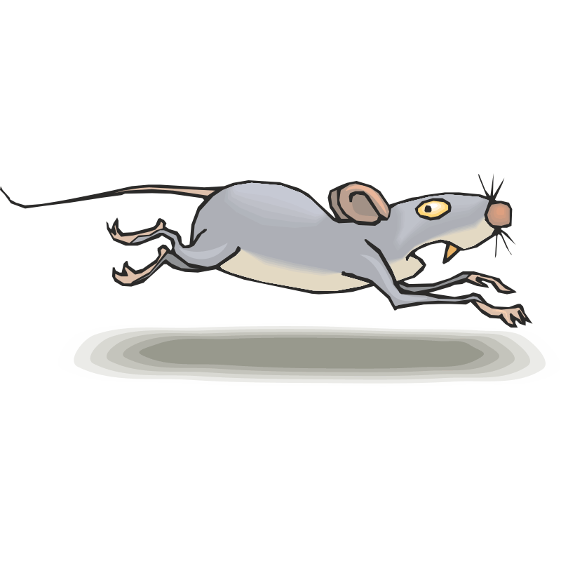 Полевая мышь убегает. Мышь бежит. Испуганная мышка. Крыса бежит. Мышка бегает.